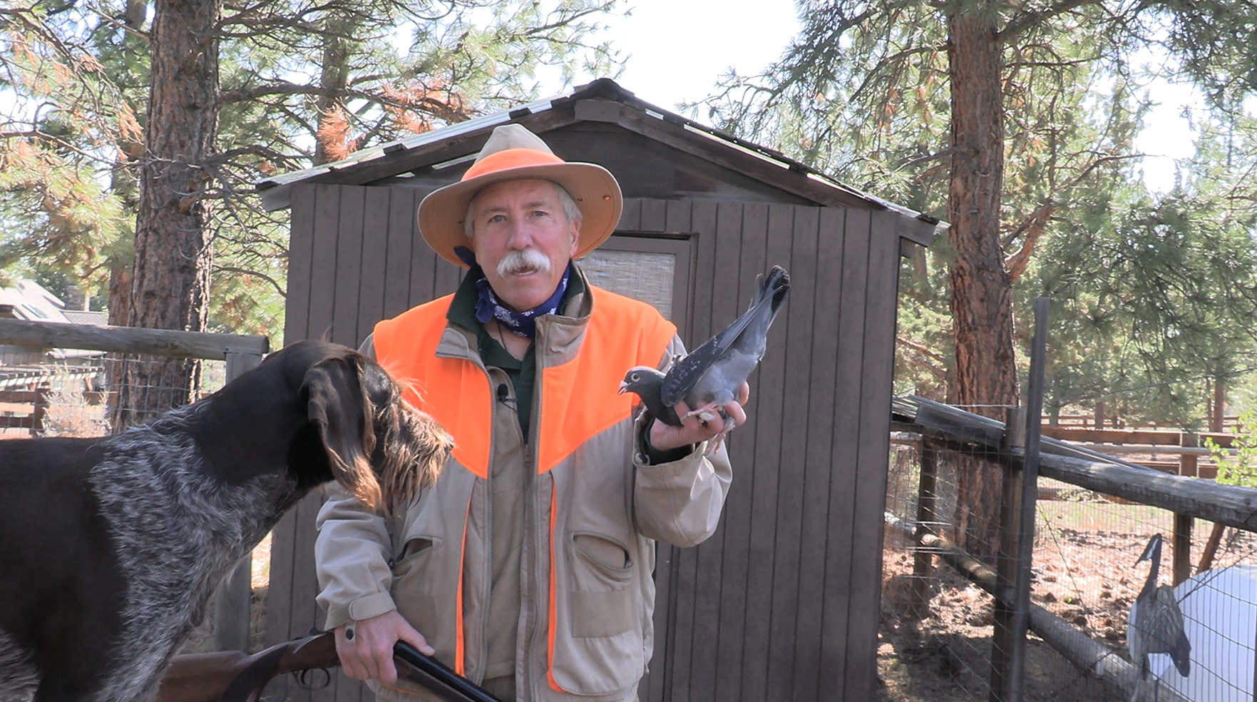 Image relating to How to Introduce Your Hunting Dog to Gunfire