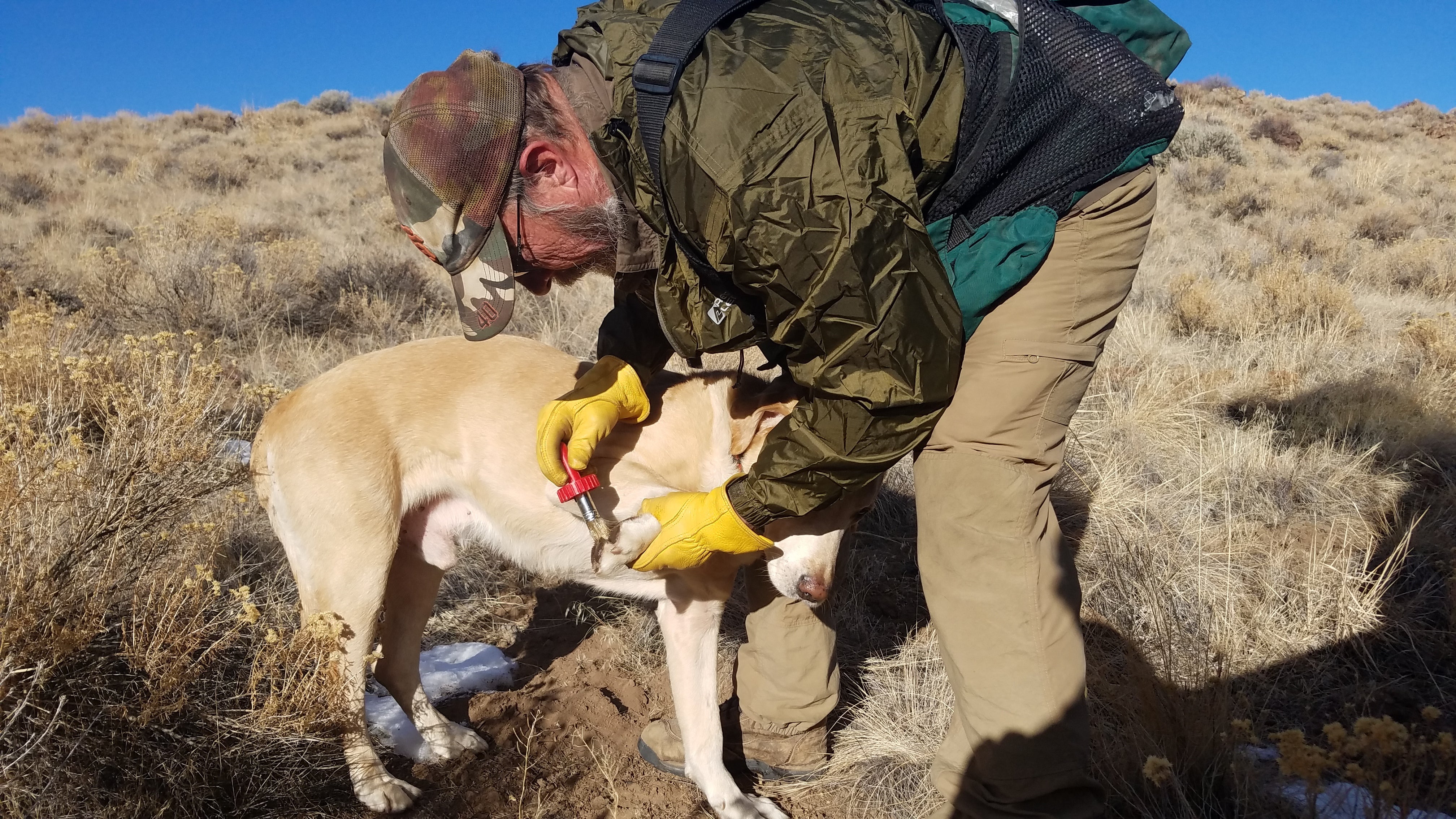 What's in your hunting dog care kit?