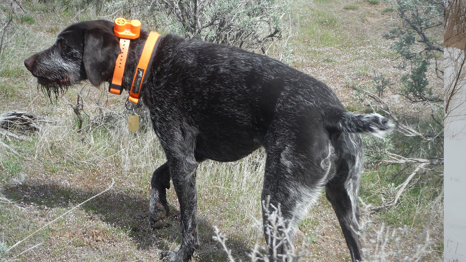 An Introduction to Dog Training with ECollars MidwayUSA