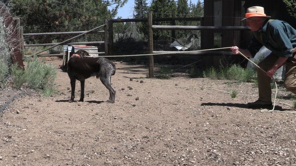 Image relating to How to Teach WHOA to a Hunting Dog part 1