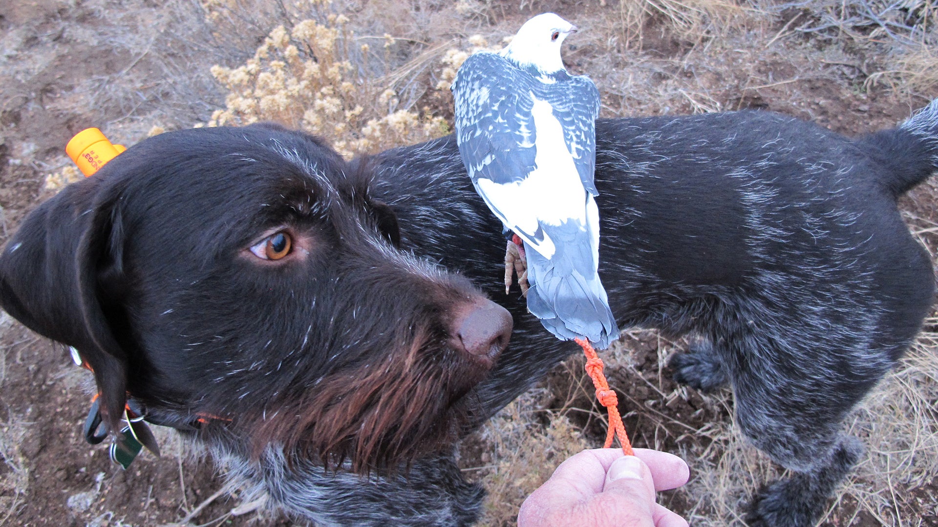 Eight Must-Have Tools for Training Your Hunting Dog