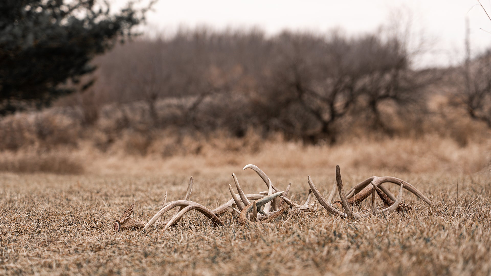 Intro to Antler Shed Hunting