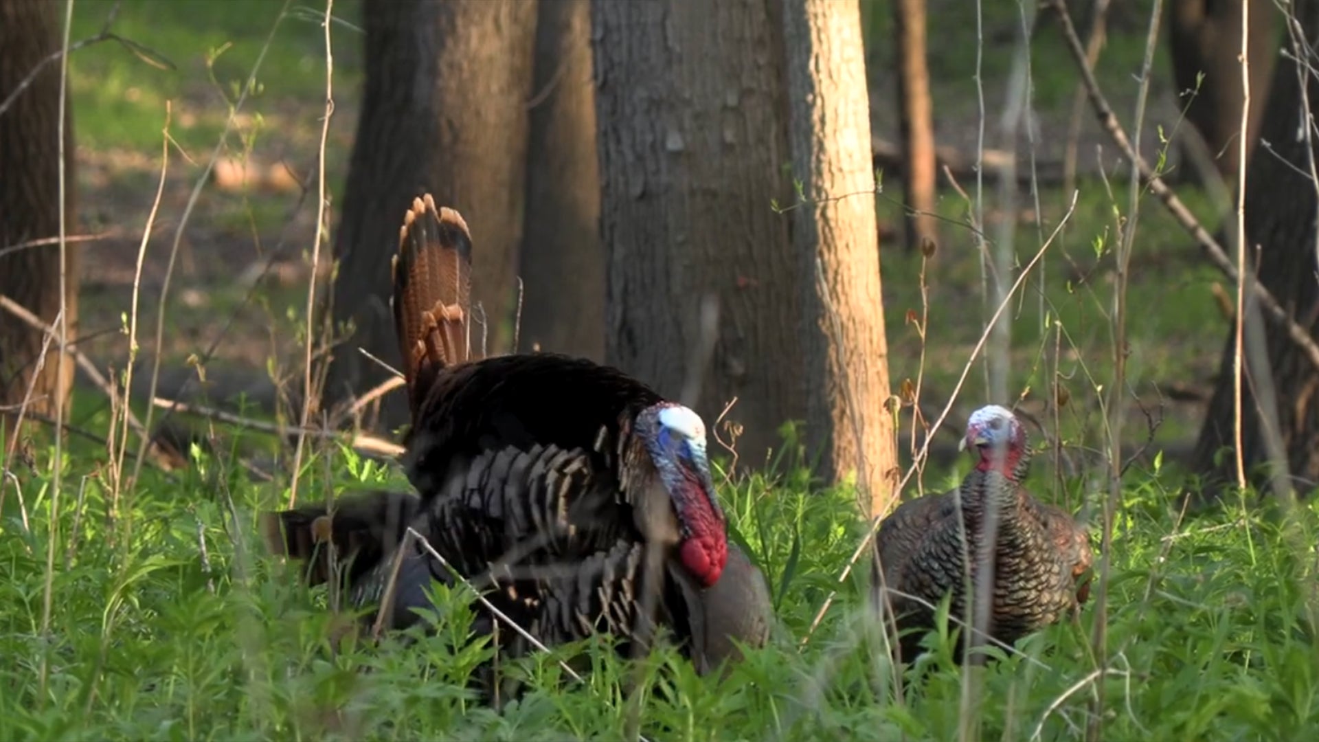 Avian-X Turkey Decoy Review