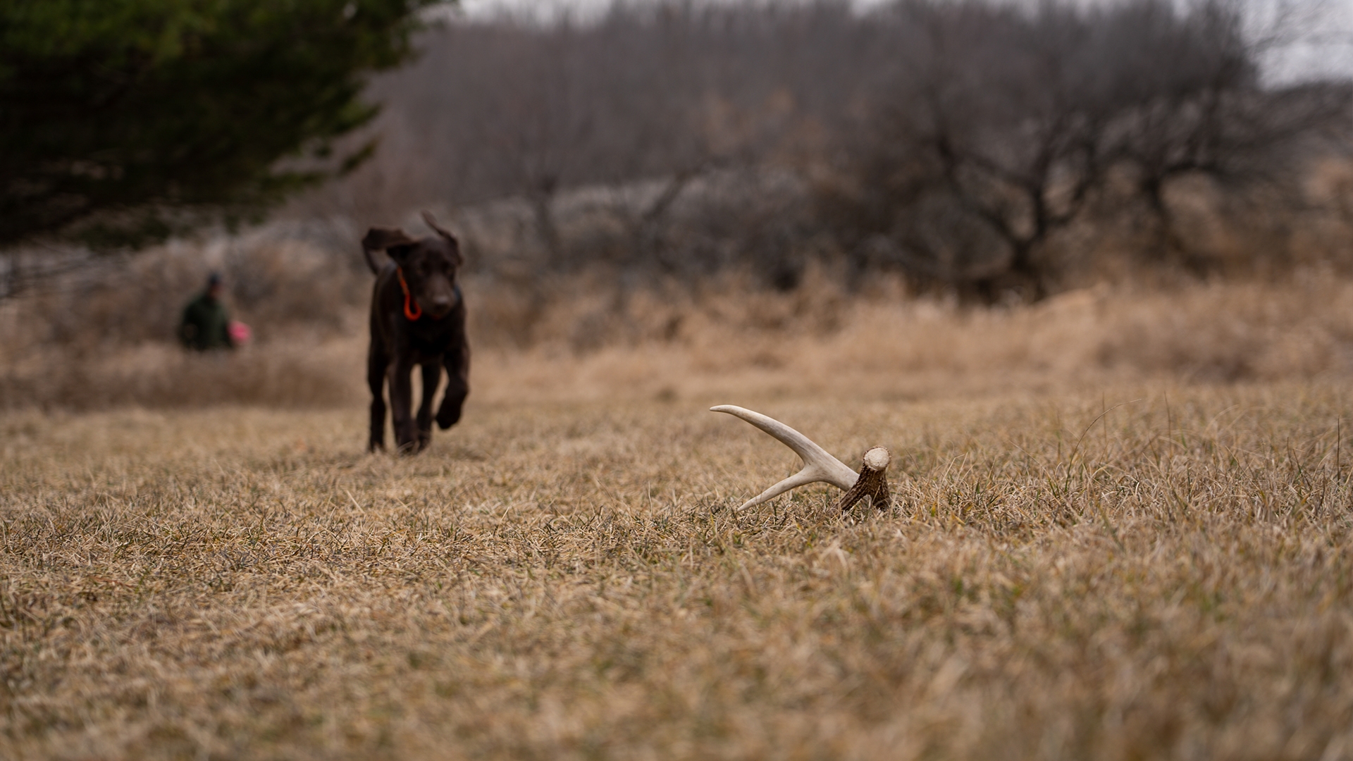 Image relating to Introduction to Antler Shed Hunting