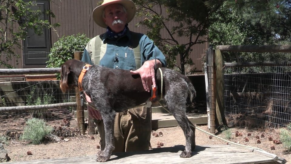 Image relating to How to Teach WHOA to a Hunting Dog part 1
