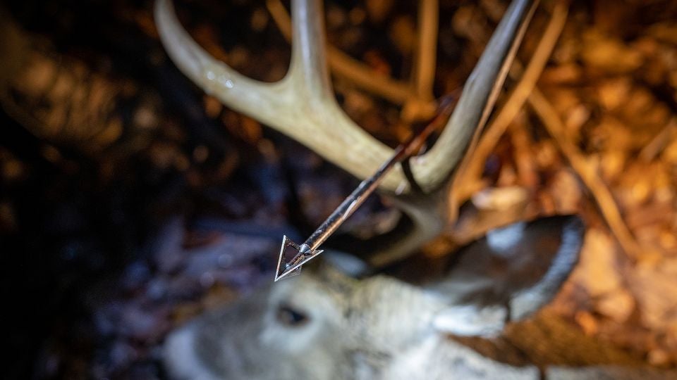 Bow Hunting for Beginners