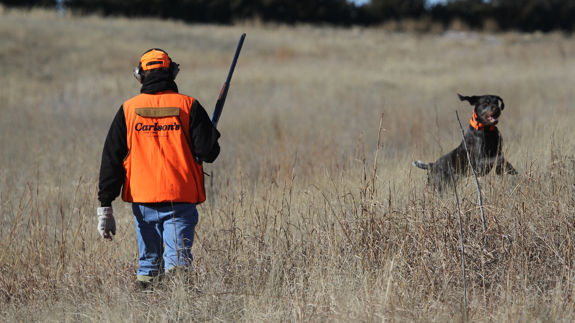 Image relating to How to Direct Your Hunting Dog with Body Language