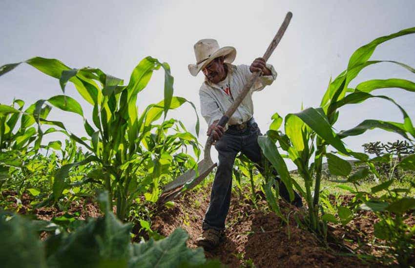 Mexico exported large amounts of corn in 2022
