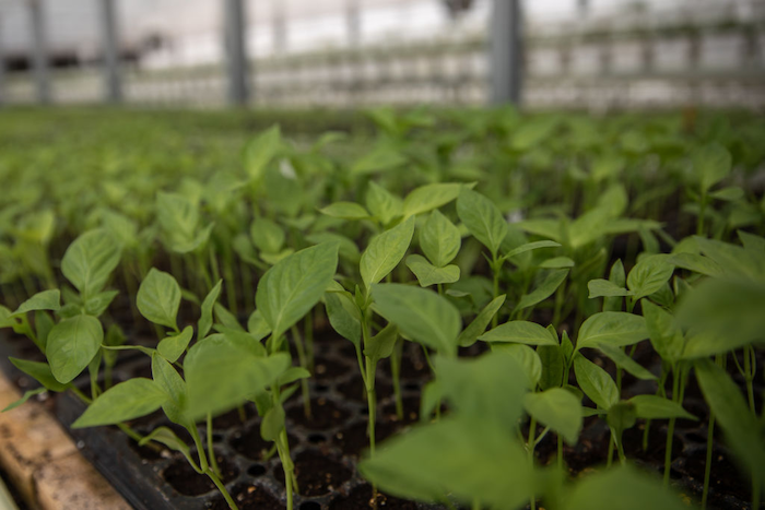 Close up view of leafy green plants growing in a greenhouse.