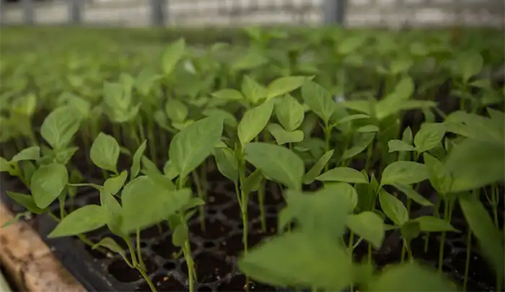green plants growing in a greenhouse