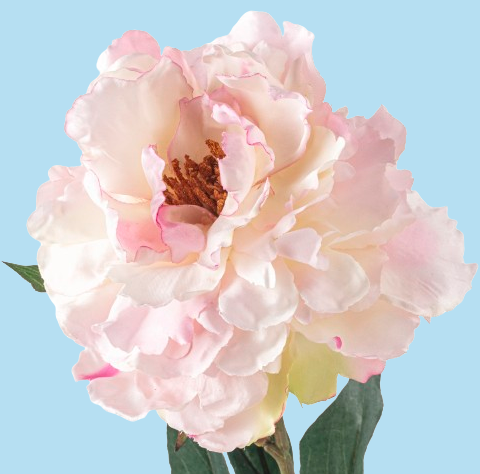 Peony