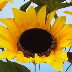 Yellow Sunflower