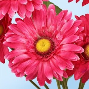 Pink Daisy