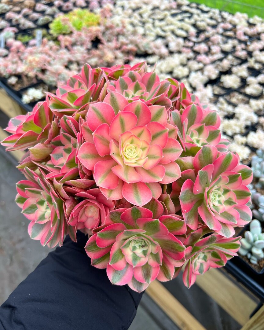 succulent arrangement