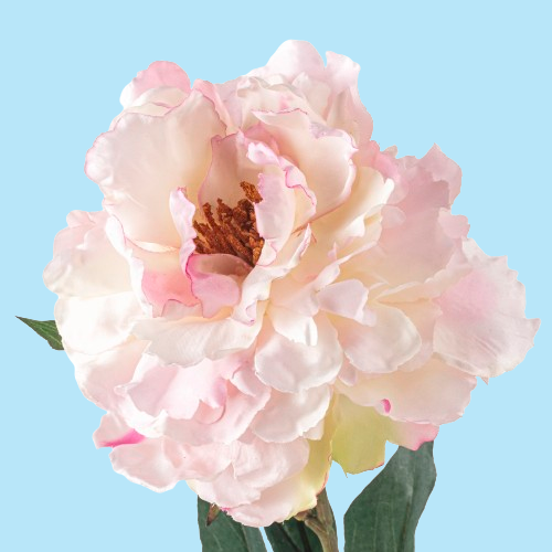 Peony