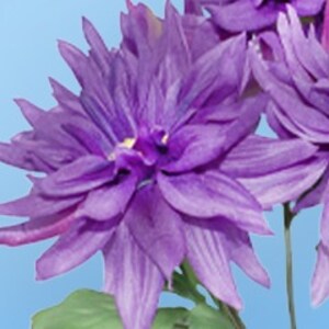 Purple Dahlia