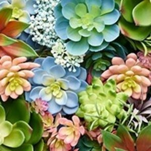 Succulents