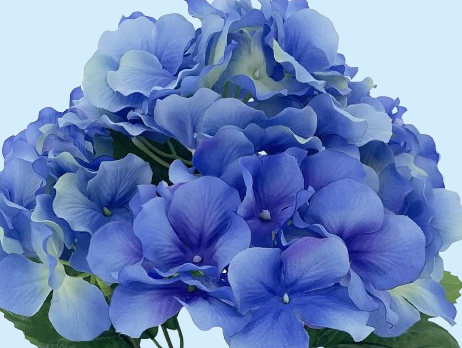 Blue Flower