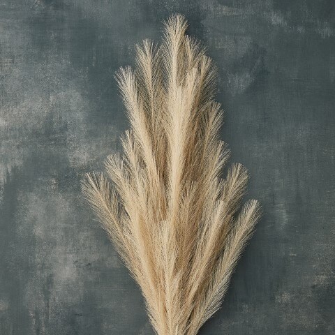 Pampas Grass