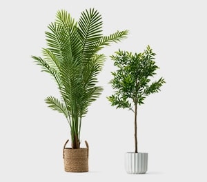 Tree Floor plants