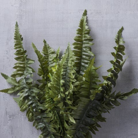 Fern