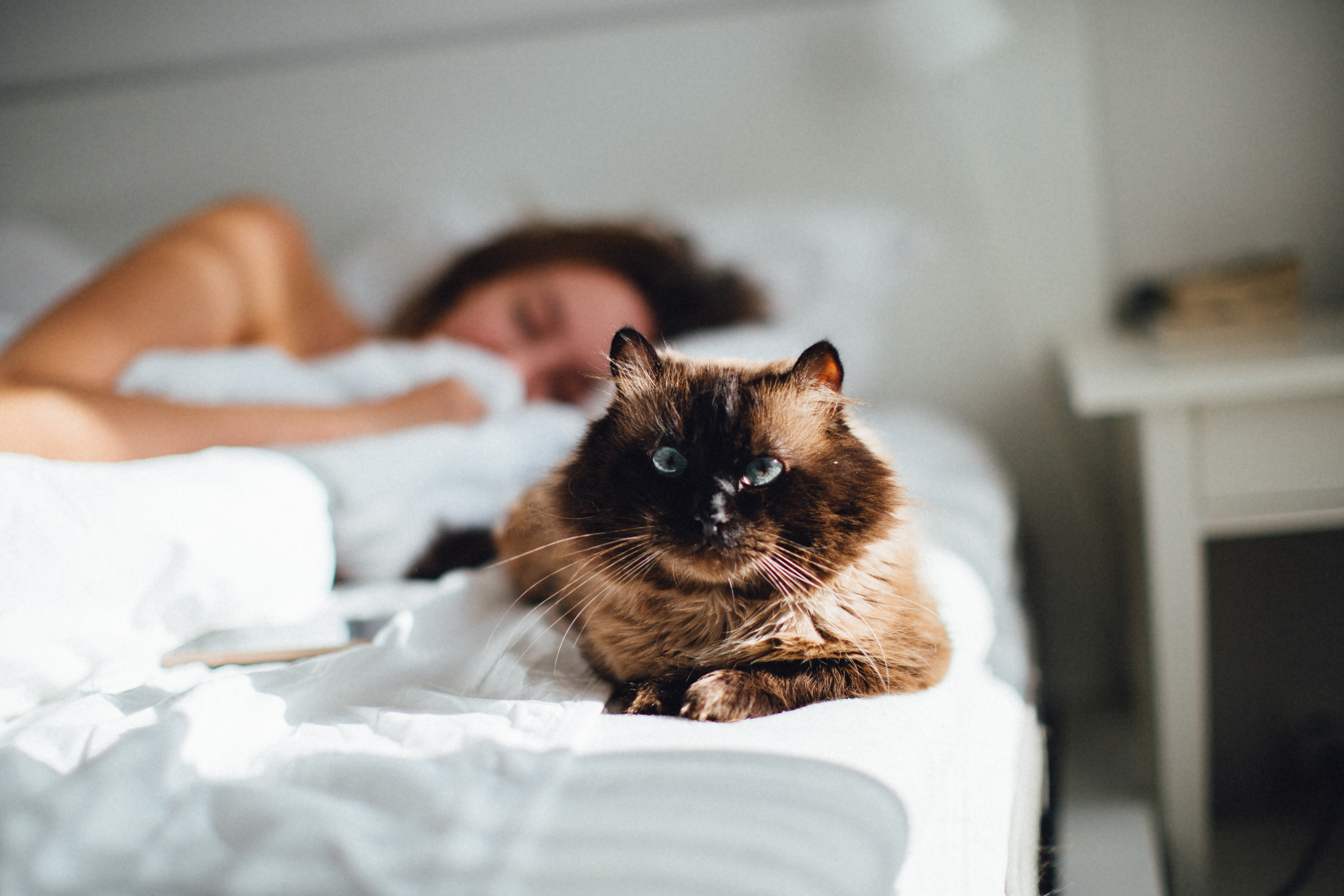 cat with blue eyes on a bed