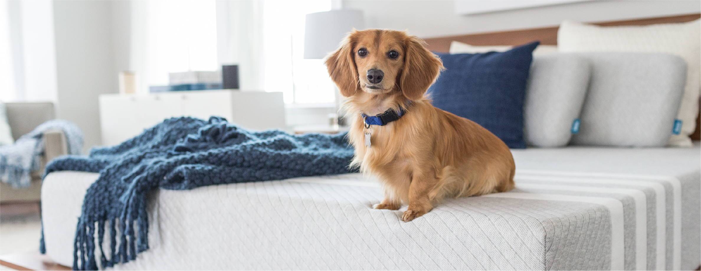 Buy a mattress get one for your dog shop
