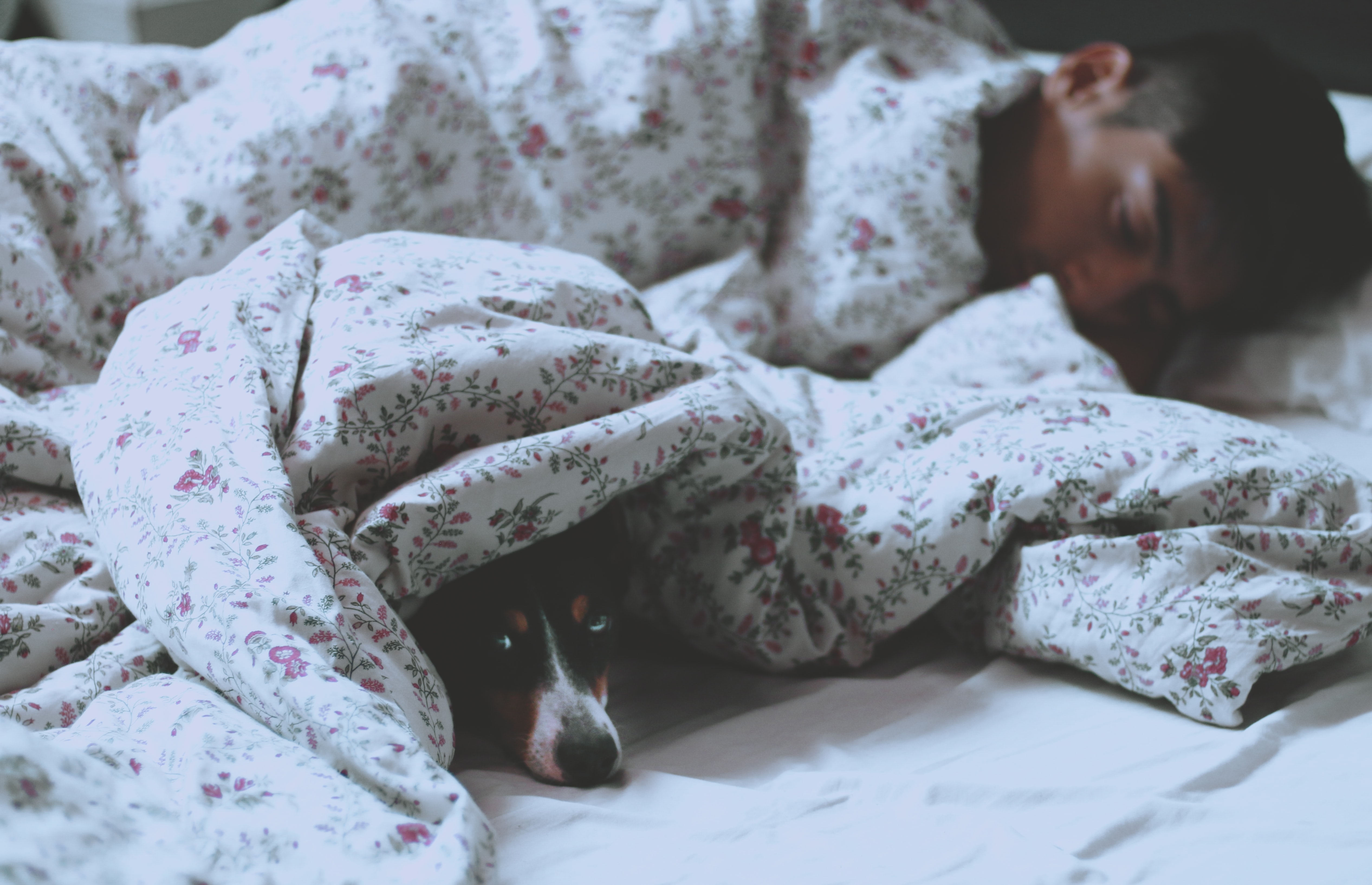 dog sleeping under the covers