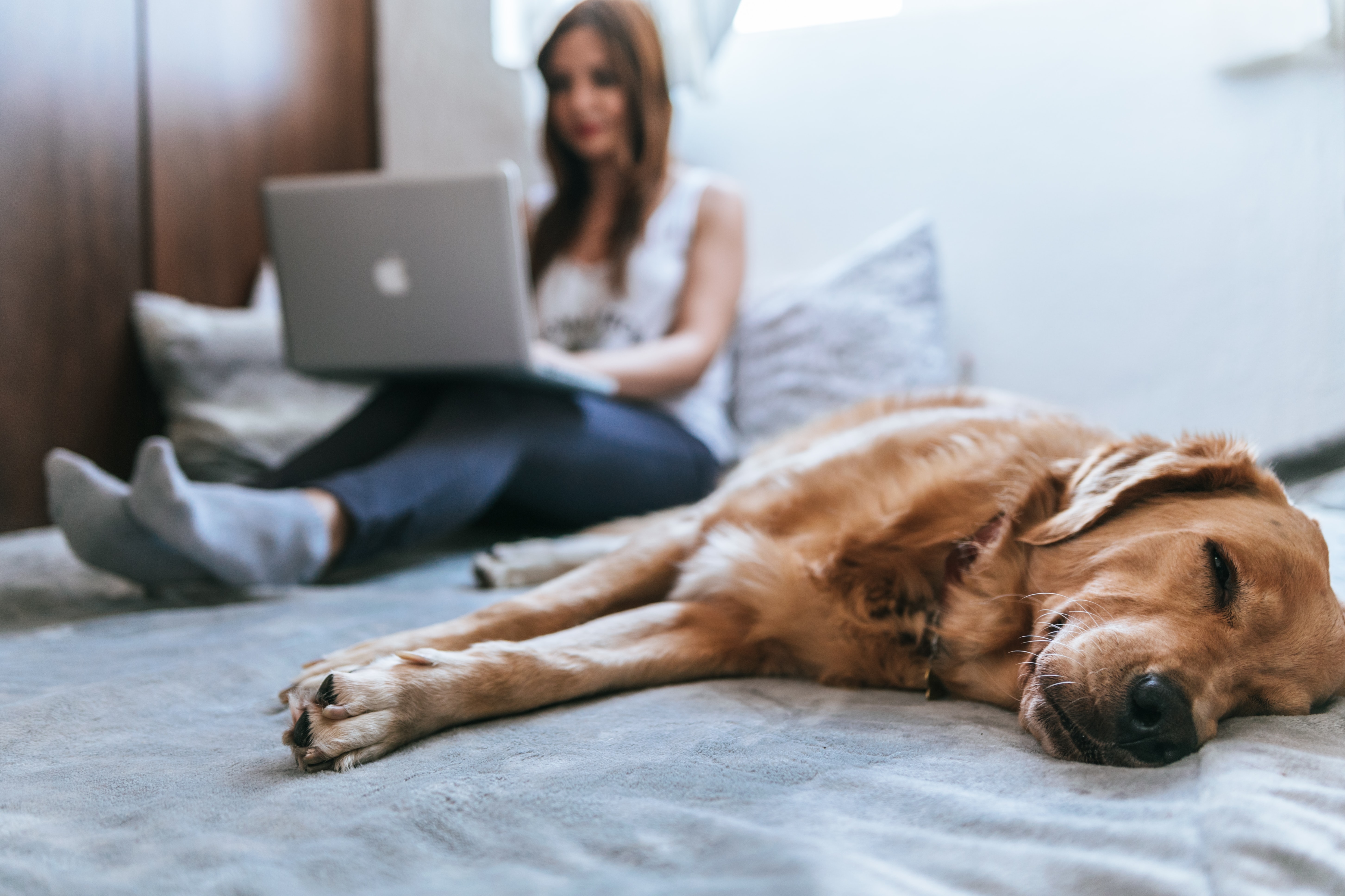 dog sleeping with his owner