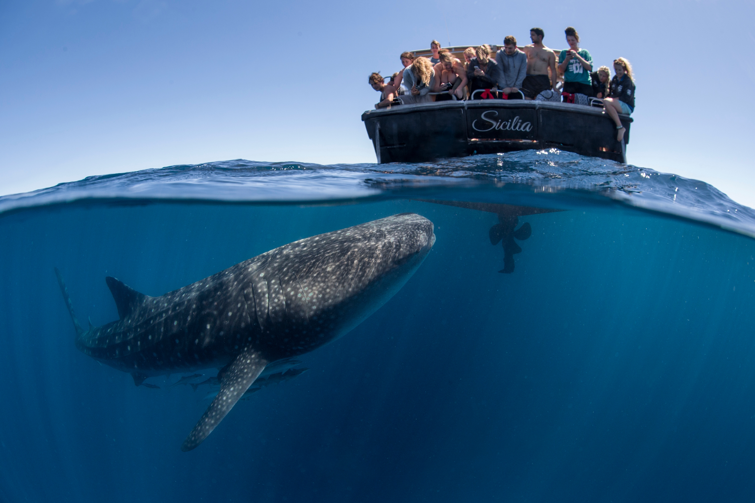 Ningaloo a model for reef management with a localized action plan