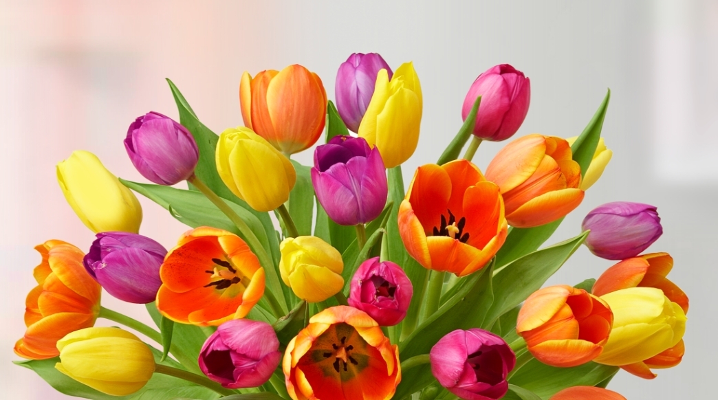 Assorted Tulips Free Vase