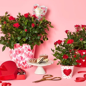 Valentine's Plants >