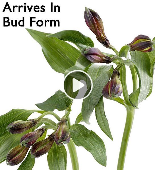 alstromerias bud video