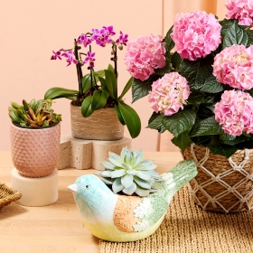 Mother's Day Plants >