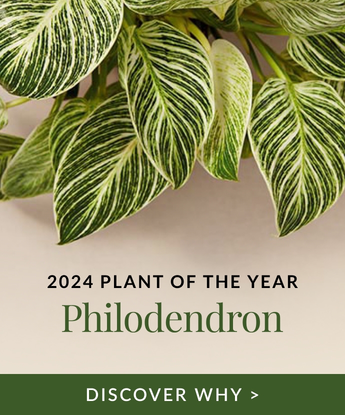 Learn More About The 2024 Plant of the Year: Philodendron