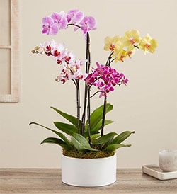 Plant Gifts for Delivery | Plant Gift Baskets | 1800Flowers