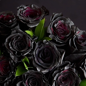 Black Roses >