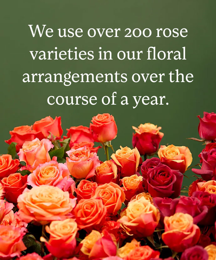 200 Rose Varieties