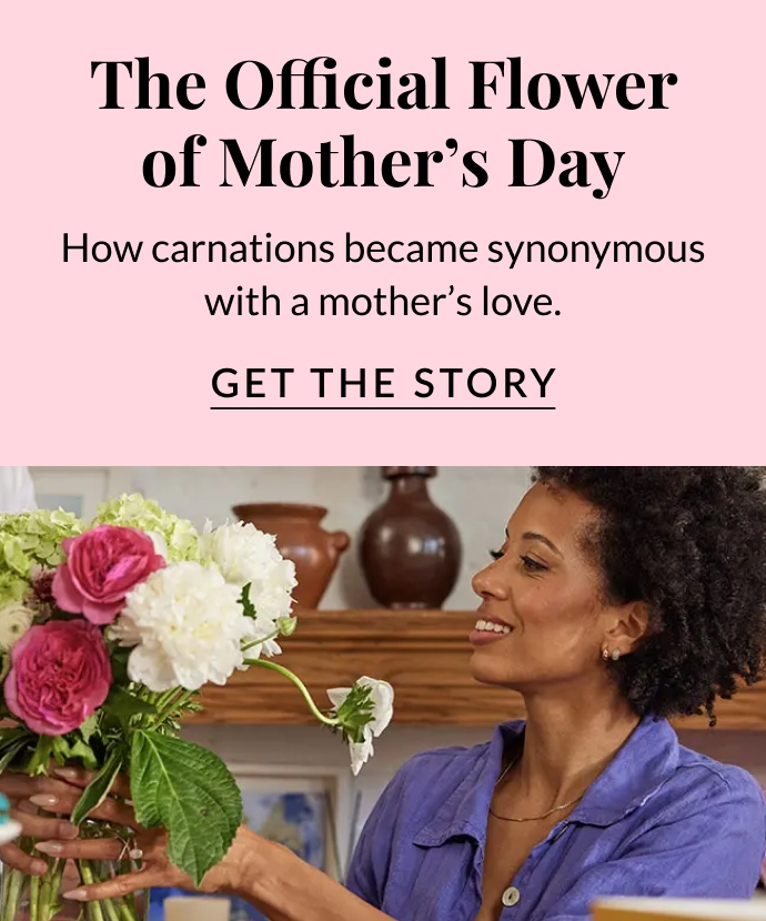 All About the Official Mother’s Day Flower: The Carnation