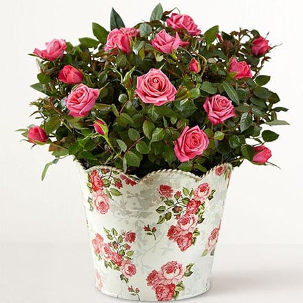 Shop Mother's Day Plants
