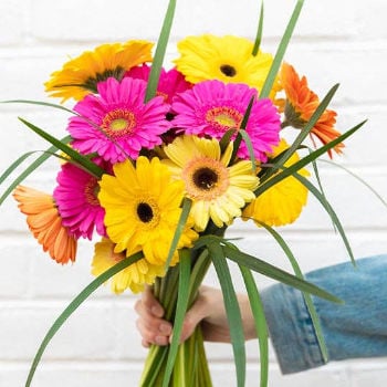 Happy Gerbera Daisies, 12-24 Stems