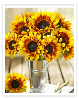 Mahogany Sunflower