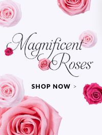 Magnificent Roses