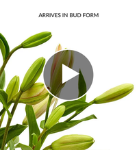Fields of Europe® Get Well
