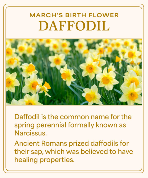 Daffodil