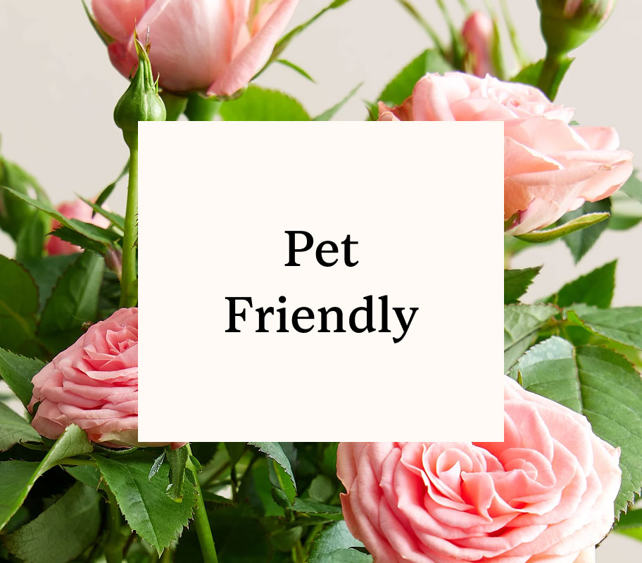 plant-gift-guide-pet-friendly-tile-fy25.jpg