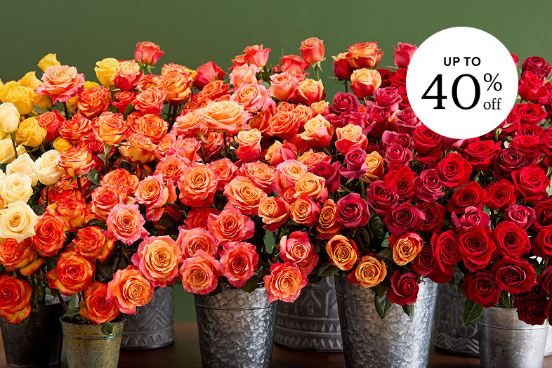 SHOP ROSES FOR SALE