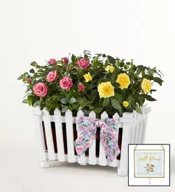 Shop Plants