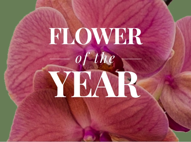 Orchid Flowers, Arrangements & Bouquets