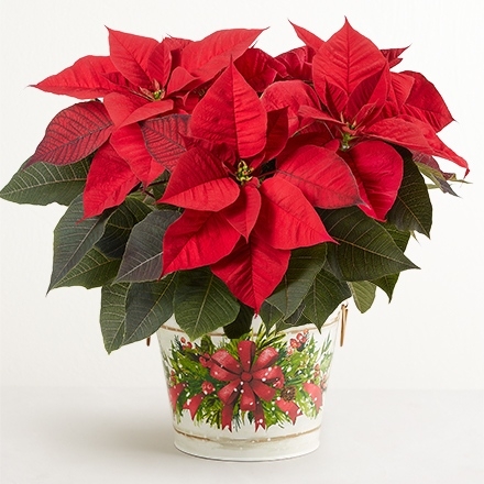 christmas plants silo 158454 440x440